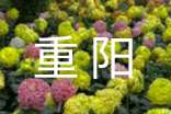 精选重阳慰问信参考范文「推荐」