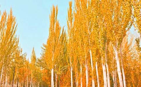 白杨礼赞读后感