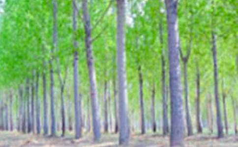 白杨礼赞仿写作文