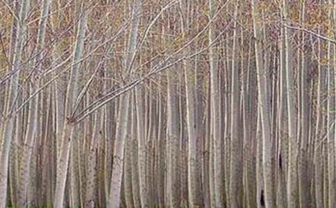 小学课文《白杨》教案