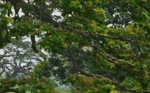 《白杨》读后感汇编15篇