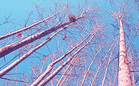 《白杨》教案模板锦集十篇