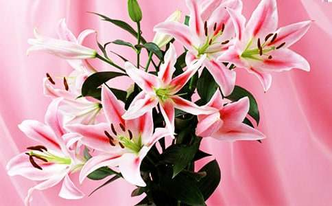 百合花的各种花语意义