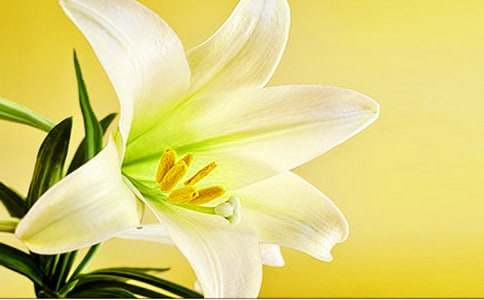 关于百合花的花语含义