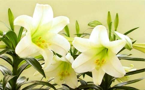 百合花的花语意思