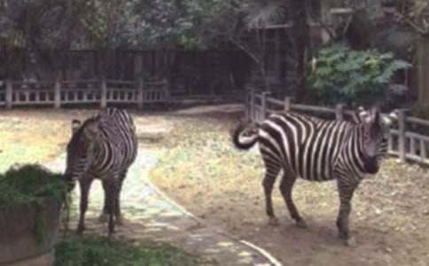 文明礼让斑马线倡议书集锦15篇