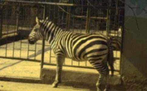 文明礼让斑马线倡议书[热]