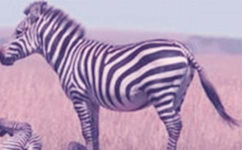 文明礼让斑马线倡议书集合15篇