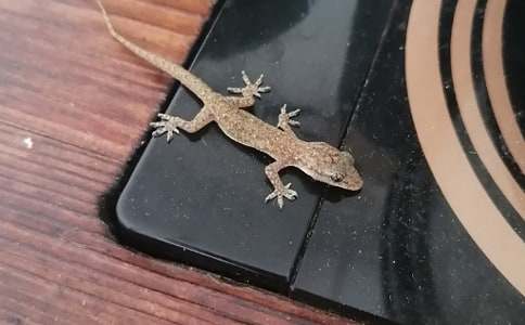 小壁虎借尾巴教案15篇