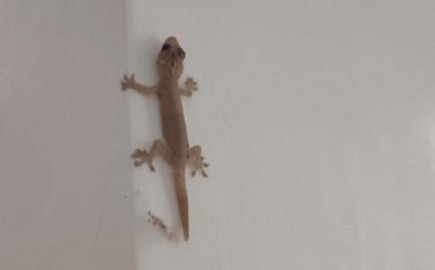 小壁虎借尾巴教案15篇【必备】