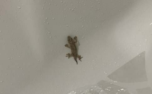 一年级教案:《小壁虎借尾巴》