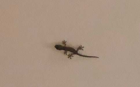 小壁虎借尾巴教案(15篇)