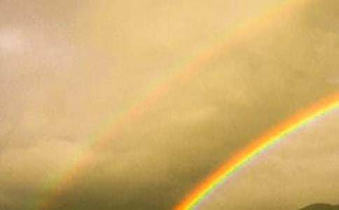 读《彩虹鸽》有感