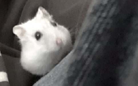 精选小仓鼠动物的作文合集十篇