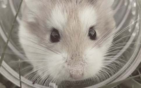 可爱的仓鼠作文（推荐）