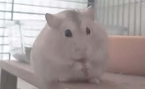 精选小仓鼠动物的作文合集五篇