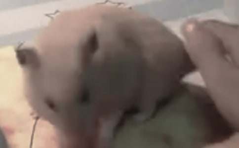 我家的小仓鼠_可爱的小动物作文400字