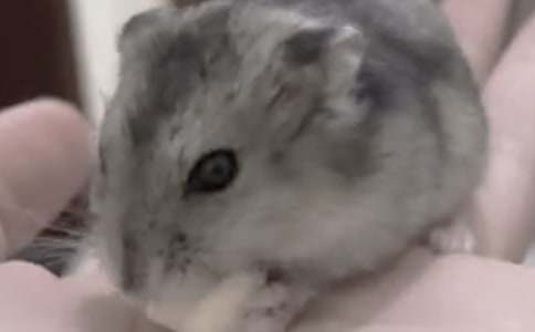 关于小仓鼠动物的作文九篇