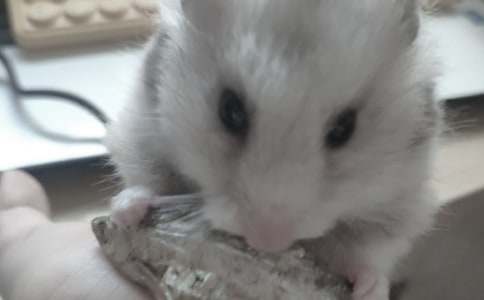 可爱的仓鼠小动物作文