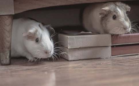 关于小仓鼠动物的作文合集五篇