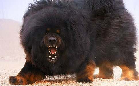 《摇滚藏獒》观后感