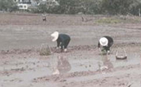 《插秧》的教案