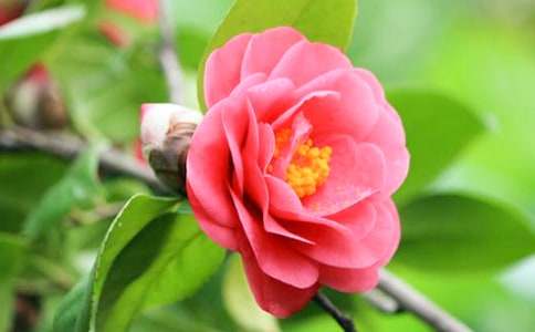 茶花赞作文(集合)