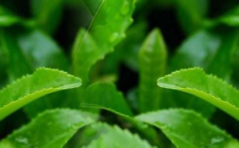 茶叶店促销活动方案集锦8篇