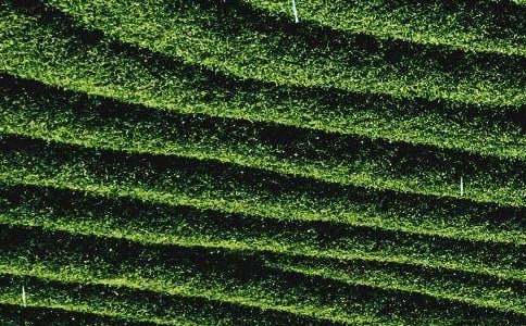 茶叶促销活动方案10篇