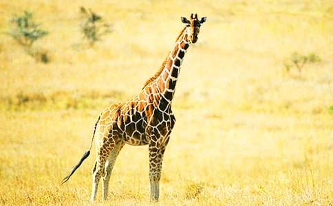 长颈鹿作文15篇(推荐)