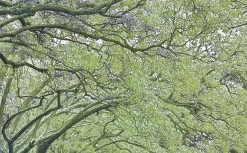 别样的青春风景作文9篇