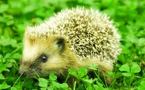 大班活动教案《小刺猬》