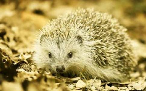 可爱的小刺猬小班教案