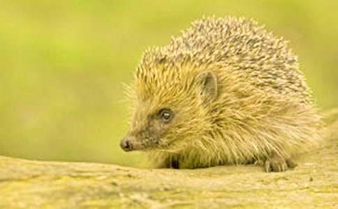 刺猬一家的托班区域游戏教案