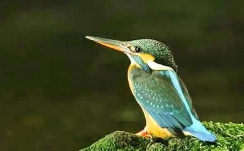 关于《翠鸟》 的教案