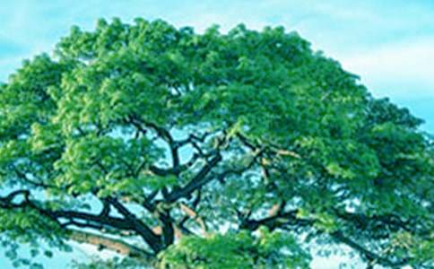 我爱大树和小花教案