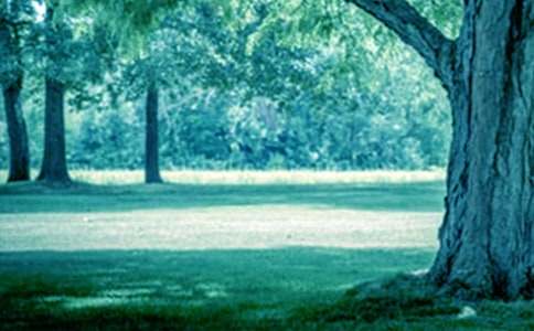 【热门】仰望大树作文