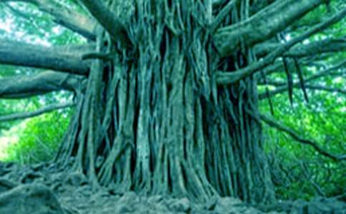 大树的自述小学作文（精选34篇）