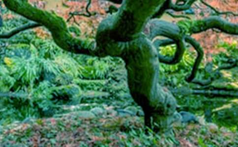 心中的大树作文