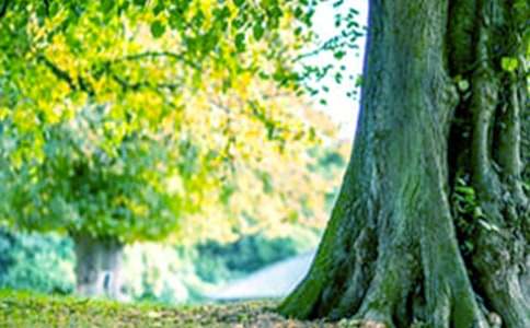 《小熊画大树》教案（通用14篇）