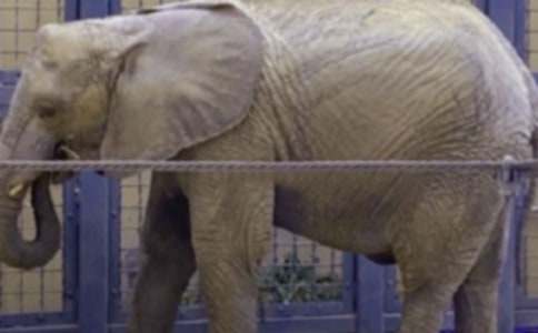 大象和猴子作文