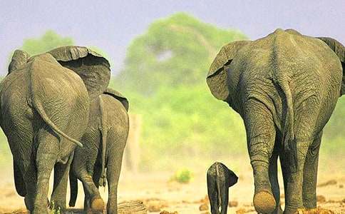 大象的眼泪读后感（精选13篇）