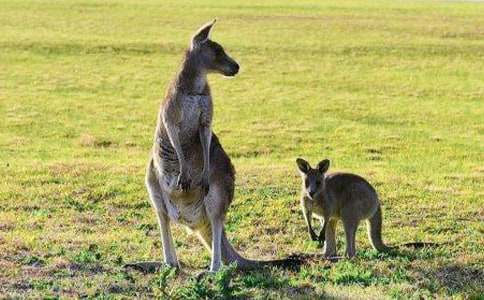 （精选）小袋鼠中班教案