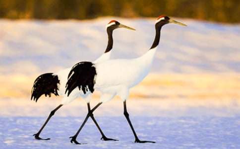 《美丽的丹顶鹤》教案