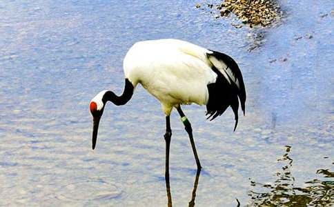 课文《美丽的丹顶鹤》的教案