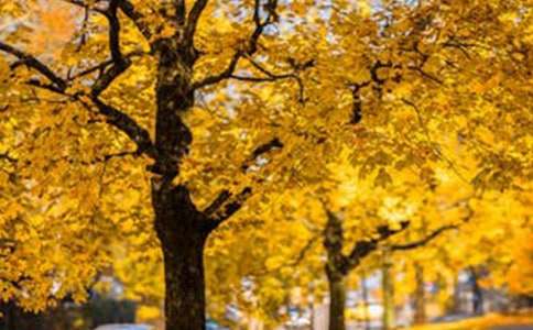 【精选】熟悉的风景作文600字71篇