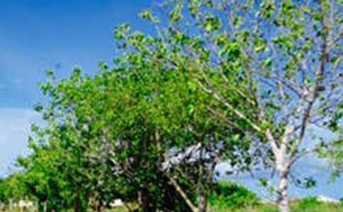 最美的风景作文[优]