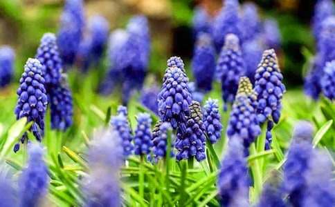 风信子花语故事