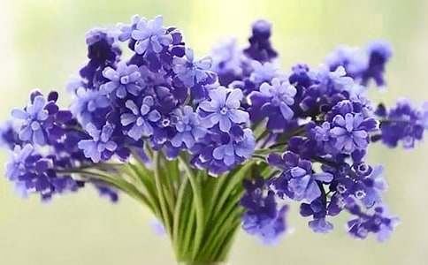 风信子的花语是什么意思