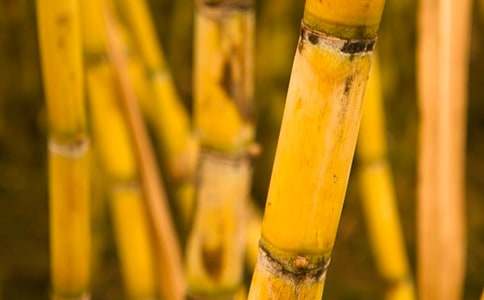 甘蔗的作文【汇编15篇】